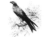 Kite (Falco milvus Egyptius), Heb. RaAH, also translated Glede (Lev.14.13) or Heb. DaAH, also translated Vulture (Lev.11.14)